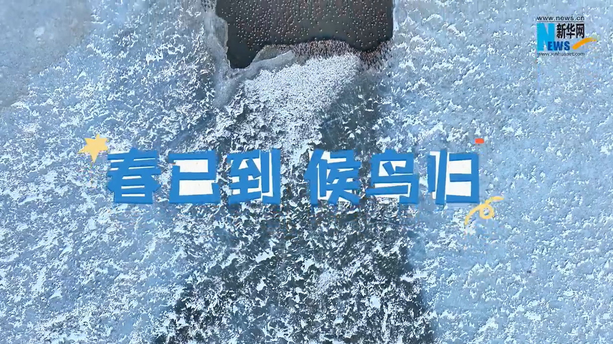 春已到 候鳥歸